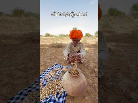 गाँव कि देसी मूँगफलियाँ 😍 #villagelife #desi #rajasthani #culture #viralvideo #subscribe