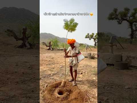 दादा ने लगाये पेड़ 😍 #villagelife #culture #rajasthani #desi #sukoon #viralvideo