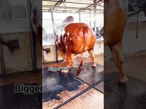 bigger Bull 🐂🐂@$&#@. #cow #india #bull #viral #pakistan #news #food #america #shorts #viral #yt #uk