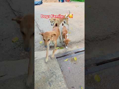 Dogs Family.🥰#shorts #trending #viral #viral #funny #pets #youtubeshorts #subscribemychannel