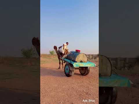 राजस्थान में पानी की कमी 😍 #desi #life #rajasthani #village #facts #shorts