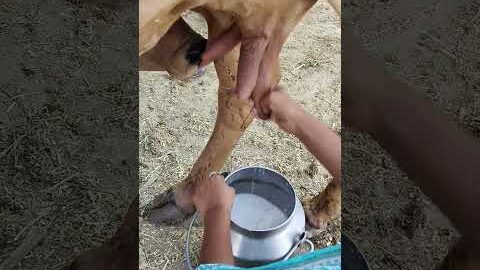please subscribe 🙏🙏🙏 #dairyfarming #youtubeshorts #shorts #desi #trending #haryanvi #yt #cow
