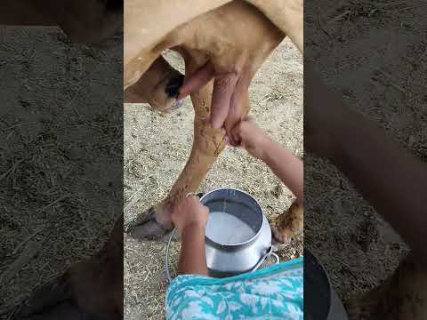 please subscribe 🙏🙏🙏 #dairyfarming #youtubeshorts #shorts #desi #trending #haryanvi #yt #cow