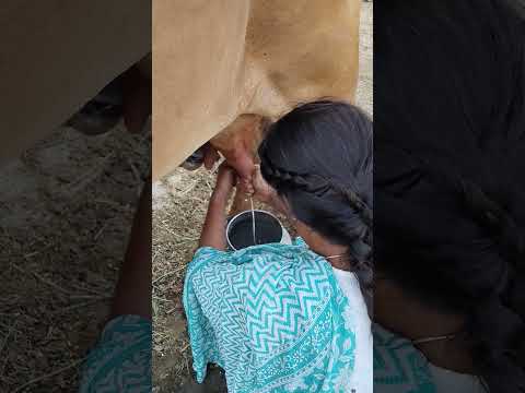 please subscribe 🙏🙏🙏 #dairyfarming #youtubeshorts #shorts #desi #trending #haryanvi #yt #cow