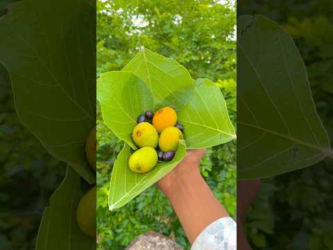 आम 🥭❤️🤤 #desi #desiviilagelifetstyle #farming