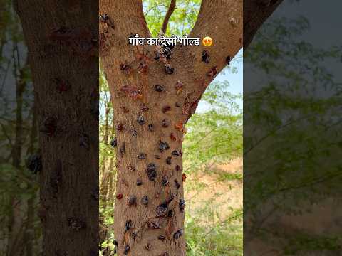 गाँव का देसी गोल्ड 😍 #villagelife #culture #desi #rajasthani #old #viralvideo