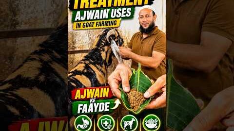 Desi Goat Treatment | Ajwain Ke Faayde #goat #goattreatment #bakri #vet #desi #ilaj #bakri #shorts