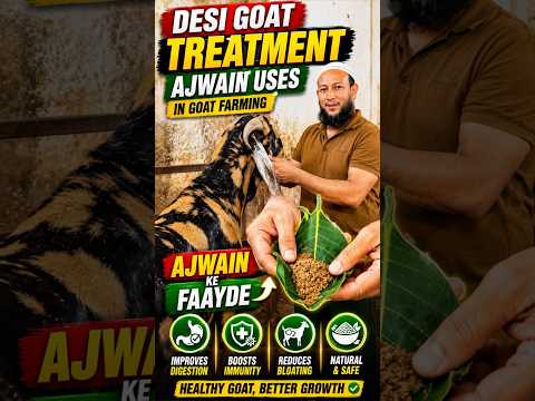 Desi Goat Treatment | Ajwain Ke Faayde #goat #goattreatment #bakri #vet #desi #ilaj #bakri #shorts