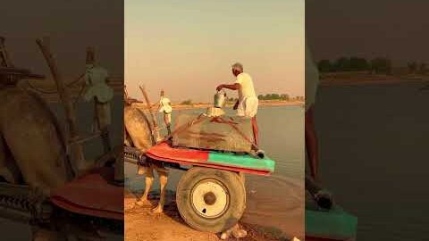 गांव का पानी का तालाब😯 #desi #villagelife #rajasthani #calchar #shorte