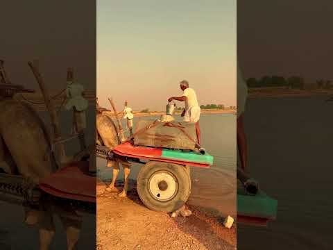 गांव का पानी का तालाब😯 #desi #villagelife #rajasthani #calchar #shorte
