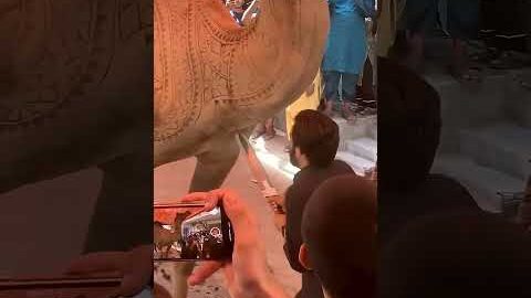 Camel Qurbani Video Bakra Eid Qurbani Video #camel #cow #goat #qurbani #bull #explore #like #fyp #1k