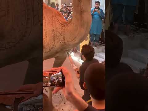 Camel Qurbani Video Bakra Eid Qurbani Video #camel #cow #goat #qurbani #bull #explore #like #fyp #1k