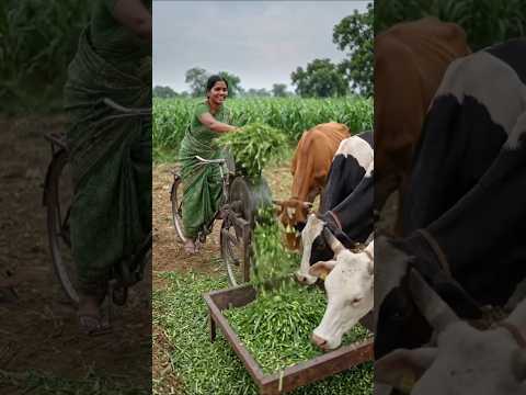 cycle ke madad se gai Mata ke liye🙏🐄🐮#desi #cowfeeding