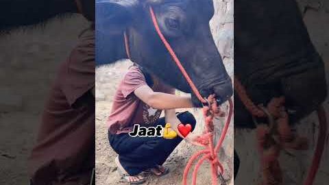 Jaat❤️#trending #viral #youtubeshorts #shortvideo #desi #animals #village #viralvideo #shorts #bull
