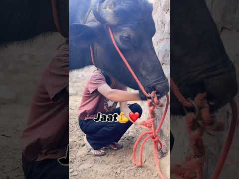 Jaat❤️#trending #viral #youtubeshorts #shortvideo #desi #animals #village #viralvideo #shorts #bull
