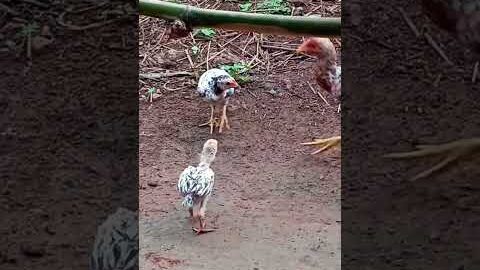 chiks fight DESI murga