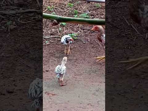 chiks fight DESI murga