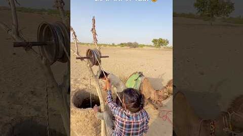 ऊँट से पानी की पखाल 😍 #rajasthan #village #rajasthaniclture #desi #camel #tharlife #shortsfeed