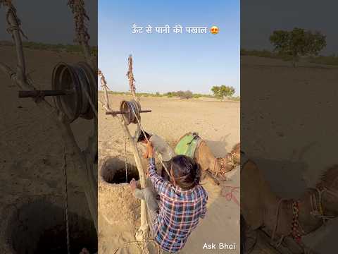 ऊँट से पानी की पखाल 😍 #rajasthan #village #rajasthaniclture #desi #camel #tharlife #shortsfeed