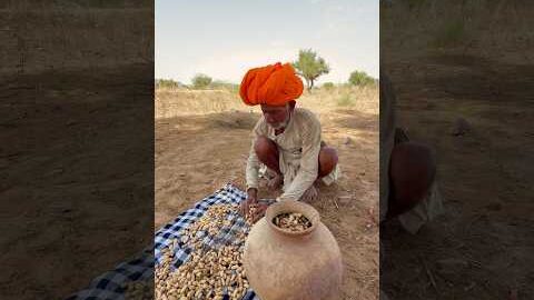 देसी मूंगफली  #villagelife #desi #culture #rajasthani #subscribe #viralvideo