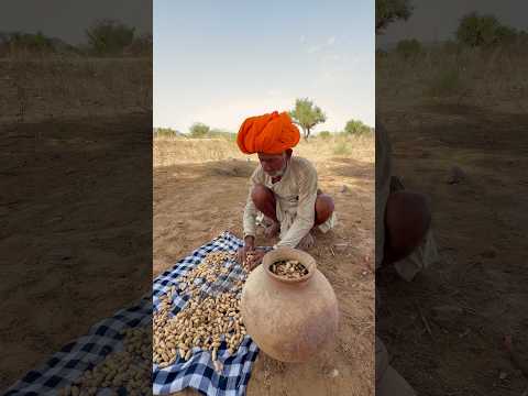 देसी मूंगफली  #villagelife #desi #culture #rajasthani #subscribe #viralvideo
