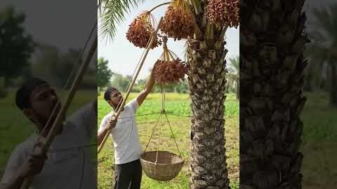 Khajur todne ki machine 👍 wow 😲 #shorts #trendingshorts #trending #explore #desi #farming #viral 👍