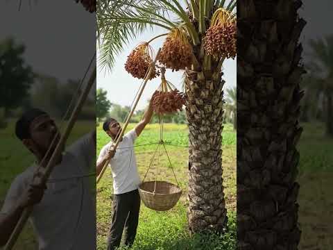 Khajur todne ki machine 👍 wow 😲 #shorts #trendingshorts #trending #explore #desi #farming #viral 👍