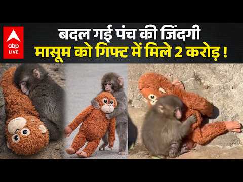 Viral Video: Japan के Viral Baby Monkey की कहानी, मां ने ठुकराया लेकिन अजनबी ने 2 करोड़ रुपए गिफ्ट !