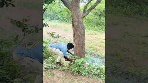 My Tree Cutting little Vlogs #BambatiyaHerel #desi vlog video