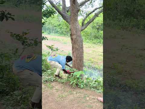 My Tree Cutting little Vlogs #BambatiyaHerel #desi vlog video