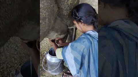 cow milking 🐄🐄🐄 #dairyfarming #youtubeshorts #shorts #desi #cow #trending #haryanvi #yt