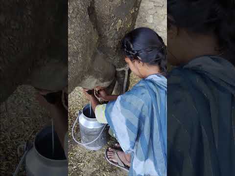 cow milking 🐄🐄🐄 #dairyfarming #youtubeshorts #shorts #desi #cow #trending #haryanvi #yt