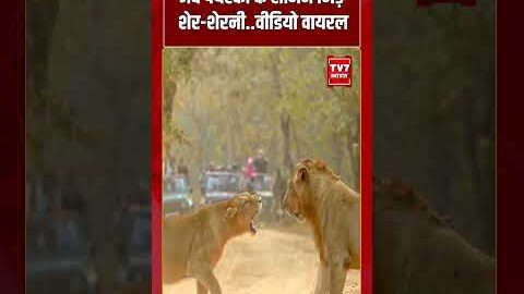 जब पर्यटकों के सामने भिड़े “शेर-शेरनी”  वीडियो वायरल | #tv7bharat #shorts #breakingnews