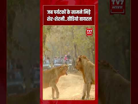 जब पर्यटकों के सामने भिड़े “शेर-शेरनी” वीडियो वायरल | #tv7bharat #shorts #breakingnews