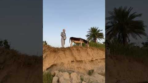 #donkey  #funny
