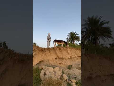 #donkey #funny