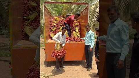 राजस्थान में खजूर की खेती😍 #date #villagelife #khajur #desi #fruit