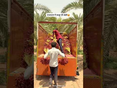 राजस्थान में खजूर की खेती 😍#date #villagelife #khajur #desi #fruit #summer #trending #fyp