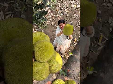 aaj khet śe fresh kathal tod kar laye #chulha #dailyvlog  #shortvideo #vilagelife #desi