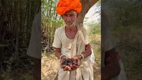 गाँव का देसी गोल्ड 😍 #villagelife #desi #rajasthani #culture #viralvideo