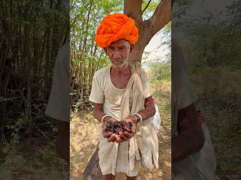 गाँव का देसी गोल्ड 😍 #villagelife #desi #rajasthani #culture #viralvideo