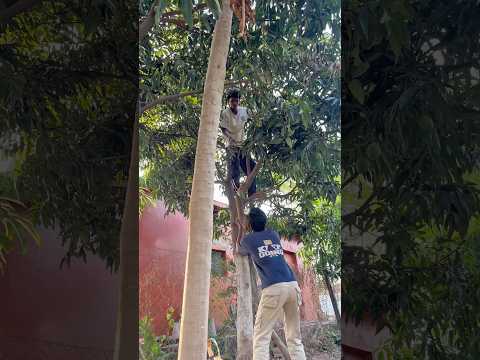 Aam Todna Hai #aam #comedyvideo #desi #friends #gav