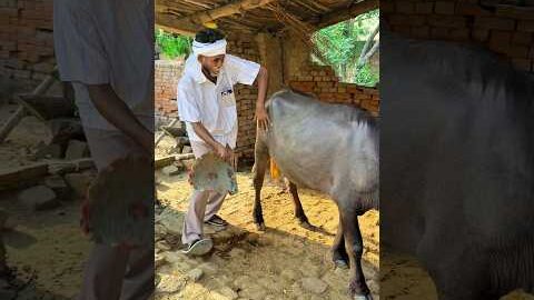 Papa ki desi Thar 😂😂 #trendingshorts #youtubeshorts #viralshorts #funny #comedy #shorts #short