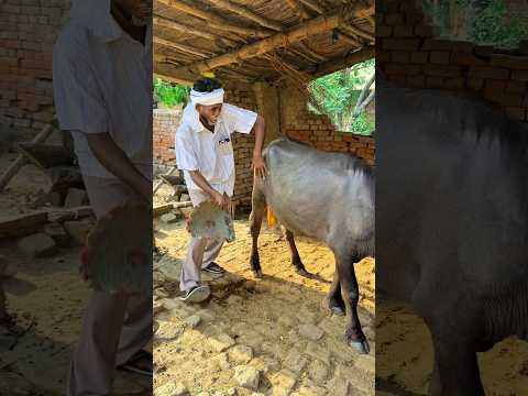 Papa ki desi Thar 😂😂 #trendingshorts #youtubeshorts #viralshorts #funny #comedy #shorts #short
