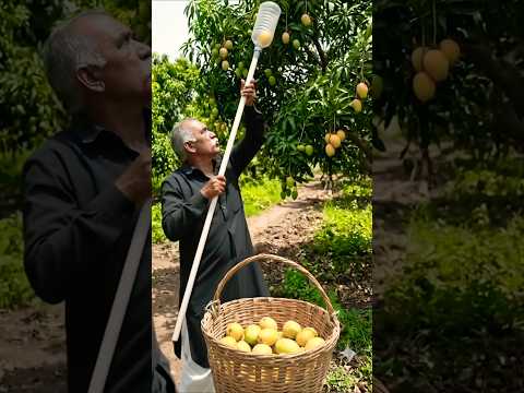 जुनी पुरानी बोतल से आम तोड़ने का देशी जुगाड#mango #machine #desi #jugad #jugaad #gav #kisan #yuvi