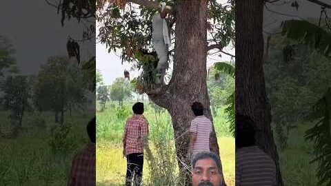 🥭Aam todne ka desi Jugaad🌲 #Aam #desi #funny #comedy #shortsvideo #viralreels #manojvlog420
