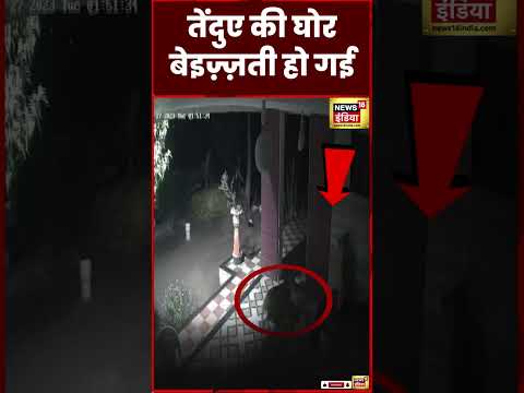 Tendua Viral Video : Ahmednagar में कुत्ते ने भगा दिया तेंदुआ  | Maharashtra | Animals | #shorts
