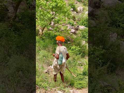 सुकूनभरी चाय 😍 #culture #villagelife #desi #rajasthani #viralvideo #shorts