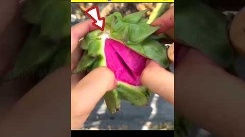 Top 3 Amazing China Fruits 🔥|#telugu #telugufacts #facts #shorts #viralnews #viral