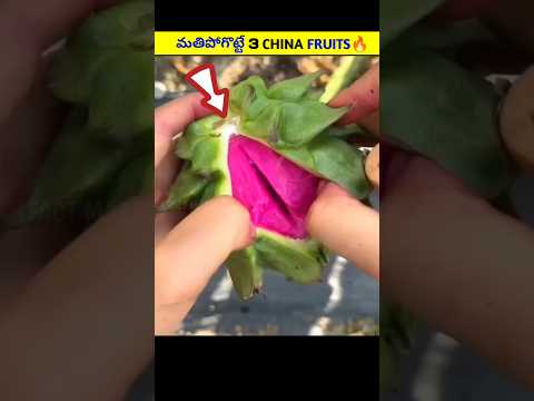 Top 3 Amazing China Fruits 🔥|#telugu #telugufacts #facts #shorts #viralnews #viral